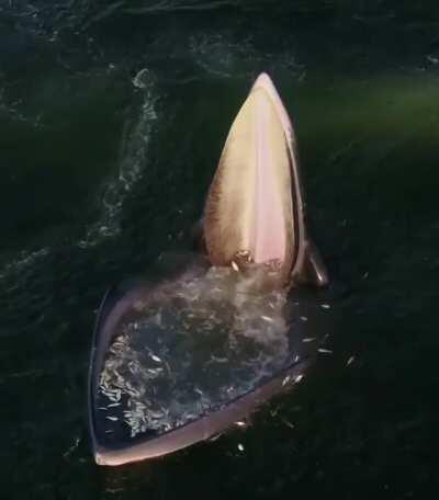 This is how an Eden's Whale Trap works