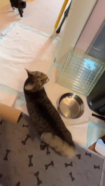 Gummitch Acclimates to Foster Kittens Part 2