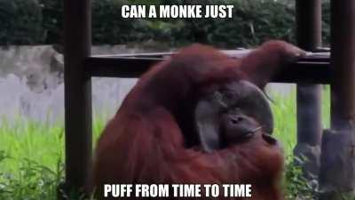 Sometimes monke just wanna think about life ooo