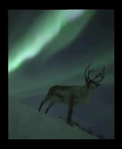 🔥 A gorgeous reindeer under the Northern Lights