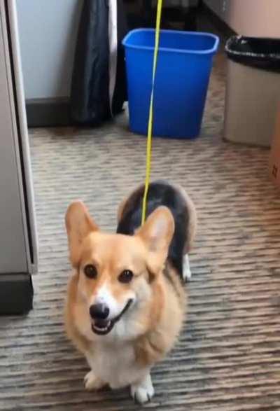 How to keep track of the office Corgi