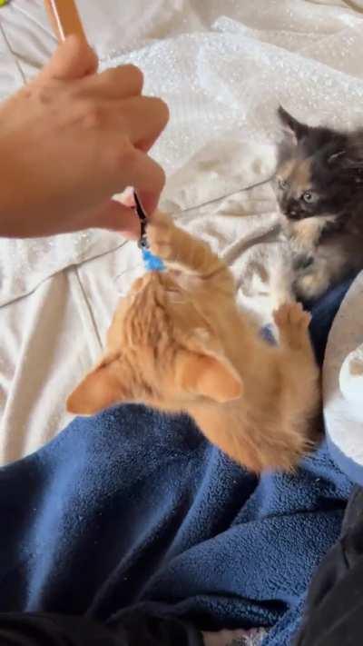 respectfully your honor, what’s her problem (sound on 👹)