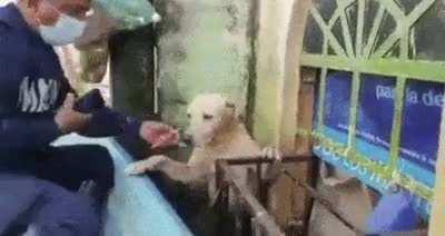 Literally a rescue dog