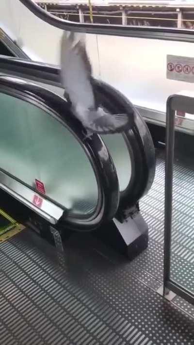 God help this poor bird