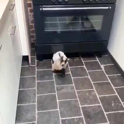 You see this in your house, what will you do?