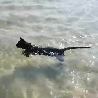 Rare footage of a cat enjoying a good swim 💜