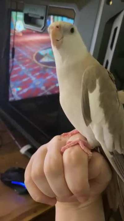 Here’s Peeko again, telling me about all the partying she did while I was at work