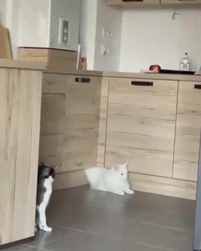 Cat is leaking! Help! XD