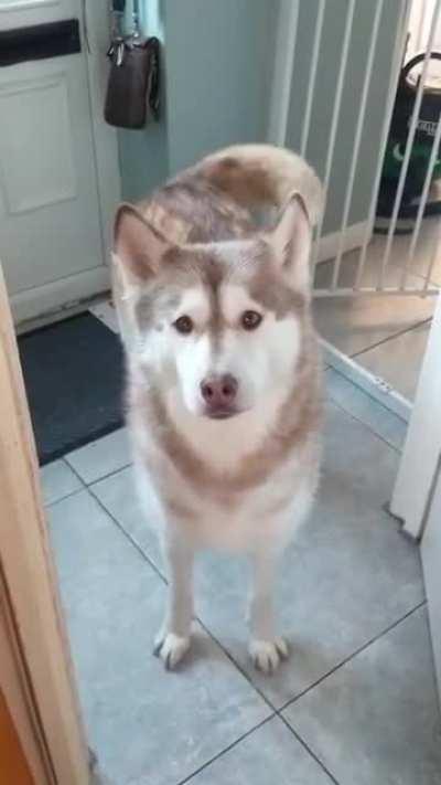 Morning walkies are a must