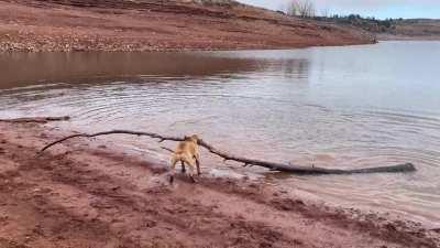My pup always has to find the biggest stick at the lake