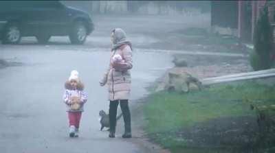 HitCat in Full Defense Mode