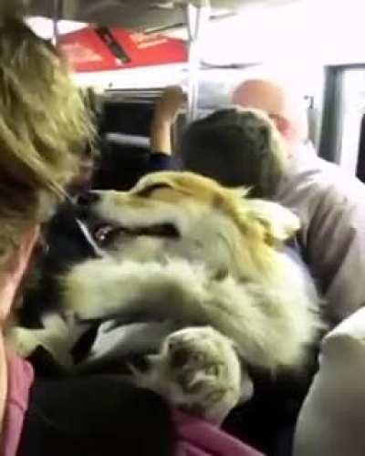 Madmax corgy : Yes , more pets, more moreeeeee.....