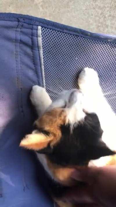 Petting our girl Meowlex, her name is officially Alex but I called her Meowlex and it stayed. Remember to bring your babies in at night and as it gets colder out there!