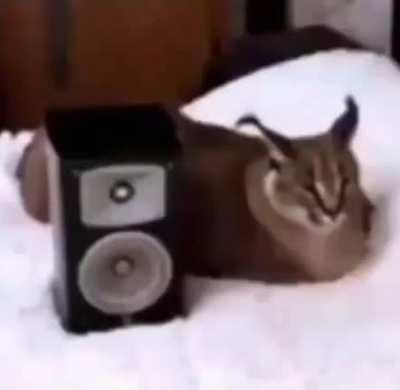 No mamen ahora maau y capri saben de la existencia de r/Caprimint y hay un chingo de gente en el server burlándose de los pajeros todo por mi culpa XDDDDDD