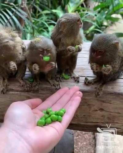 Banda, aquí tienen unos monetes comiendo guisantes en caso de que estén pasando un mal día