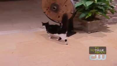 Memory Unlocked: Sundai and Roger 🐈‍⬛