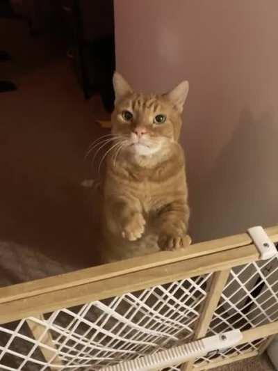 Dill’s thoughts on treats