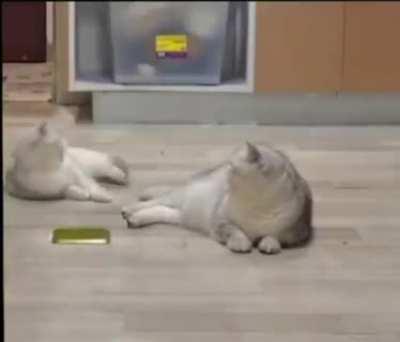 kedy gangsta's paradise