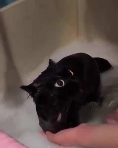 How to bath your dragon