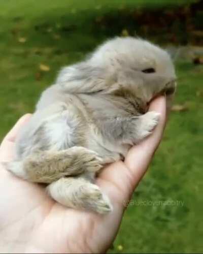 Hand bunny