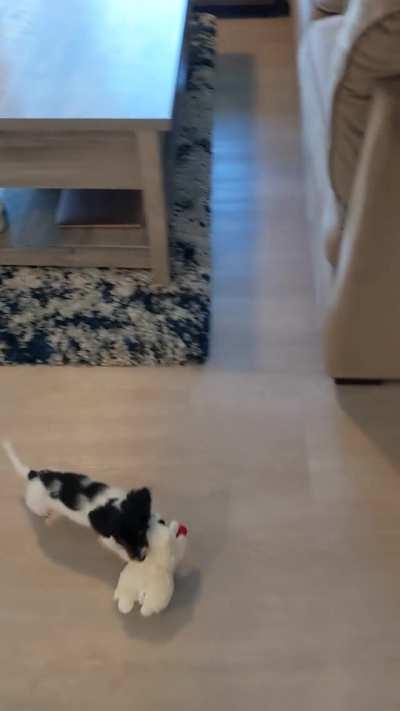 Everyone Welcome Millie, the 8 Week Old Mini Destroyer.