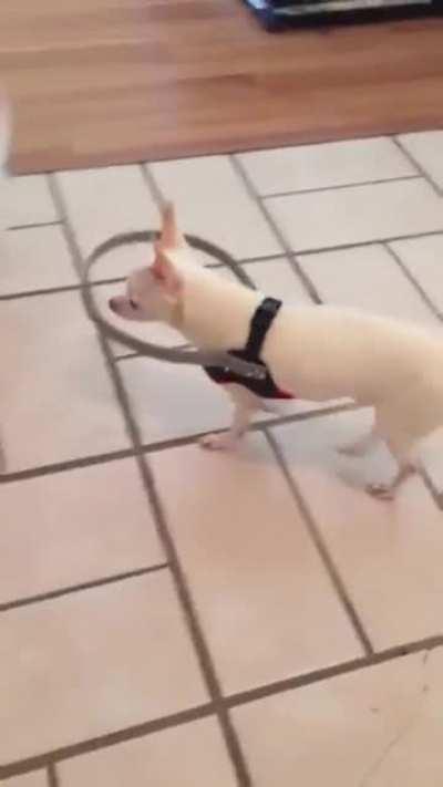 Blind Dog’s Owner Made This