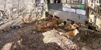 Foxes running around (video not mine)