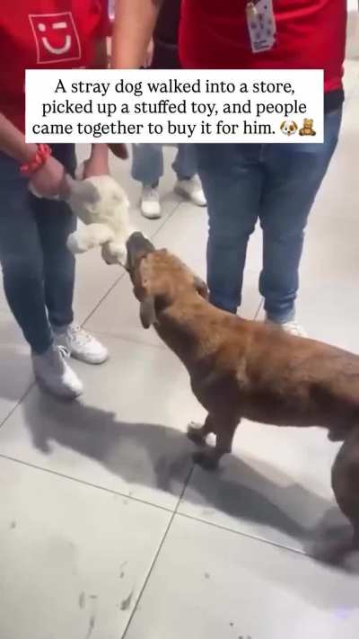 Who tf allow a random stray dog inside a mall!?