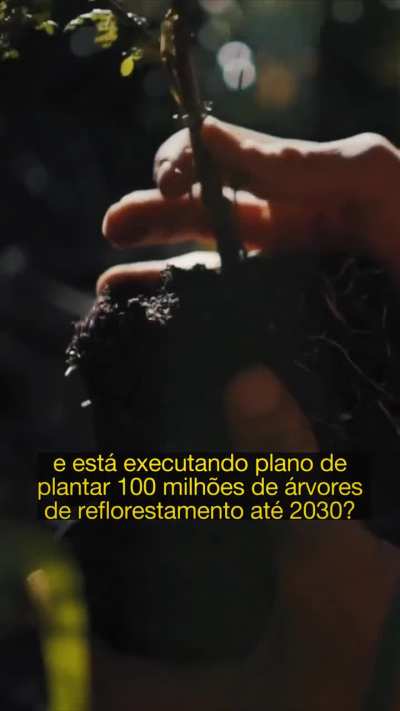 Quem está reflorestando o Brasil?