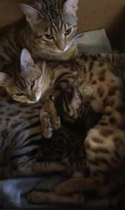 Dad and Mom making sure there’s no jailbreak (Bengals)