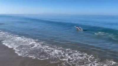 Santa Cruz surf photographer Dave "Nelly" Nelson captures a young sea lion wanting to play fetch with his dog