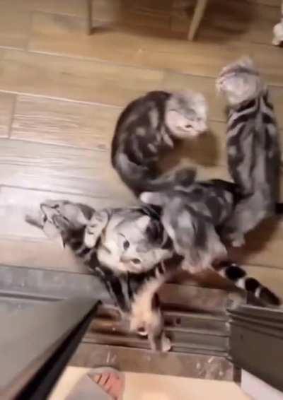 Hungry kitties can’t wait to be fed