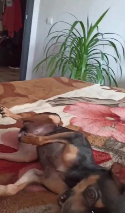 how funny they are 😹