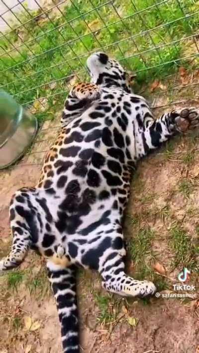 Foi permitidl ao mossar 