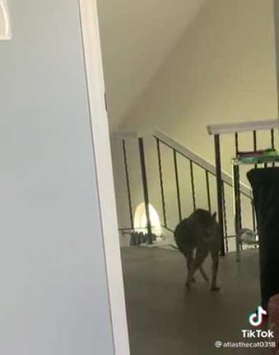 I'm convinced that cats are aliens