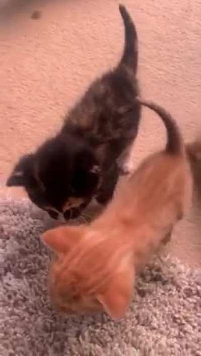 Any angry kitten translators on this sub?