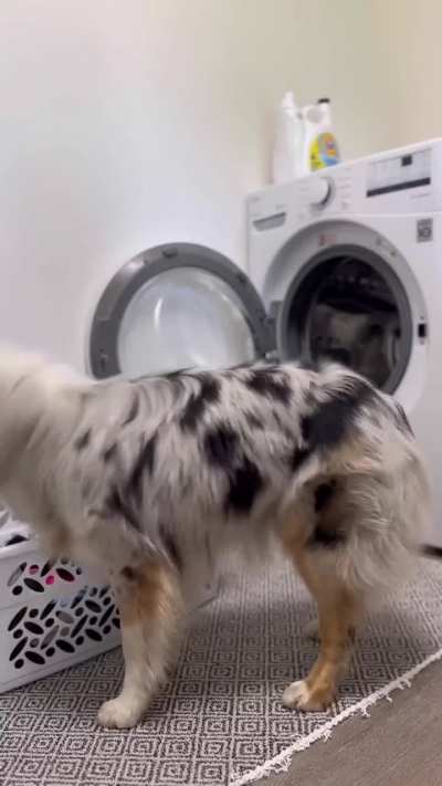 A day in a life of a stay at home dawg