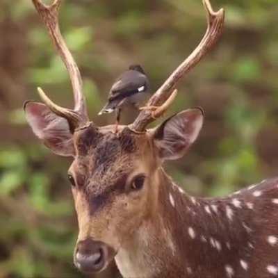 Bird removes ticks from deer