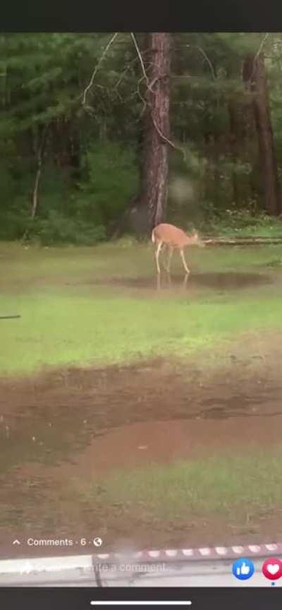 Deer having fun in the rain. OP/ Facebook friend of mine.