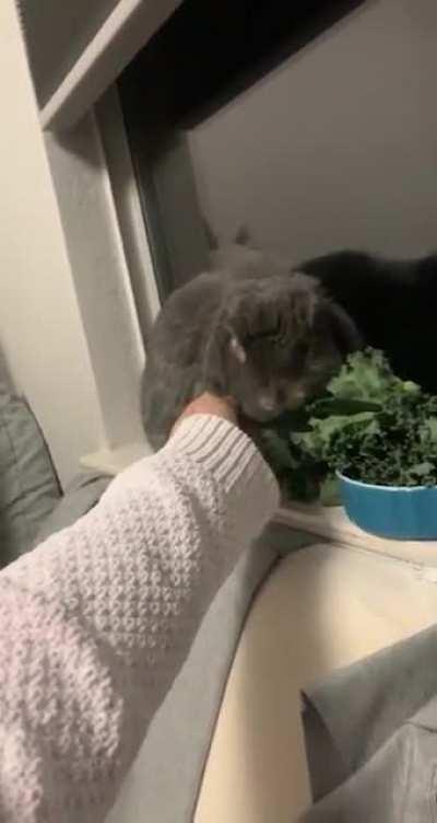 Anyone else’s rabbits like to sit on their window sill?