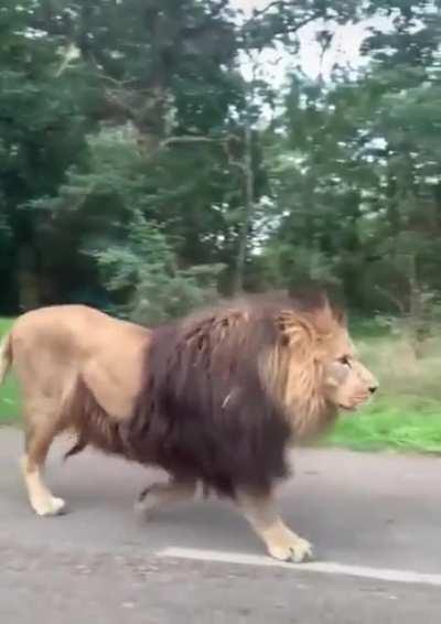 The massive size of this lion walking through traffic