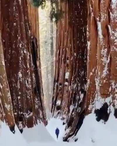 🔥Giant Sequoias with a human to scale