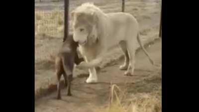 Ola ermosa kieres ser mi nobia