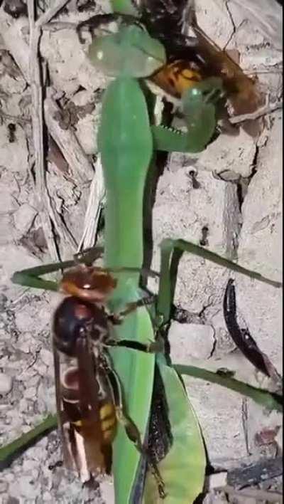 Когда я ем, я глух и нем