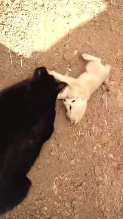 Все любят котиков