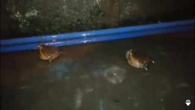 There can only be one!