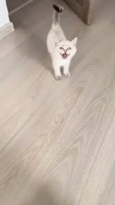 meaaaaaaaaaaaaaaaaaaaaaaw