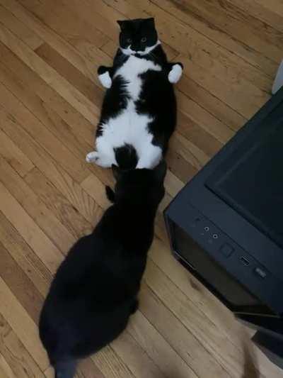 None shall pass the doorway troll known as, Tina. (sound on for the kick at :11 seconds)