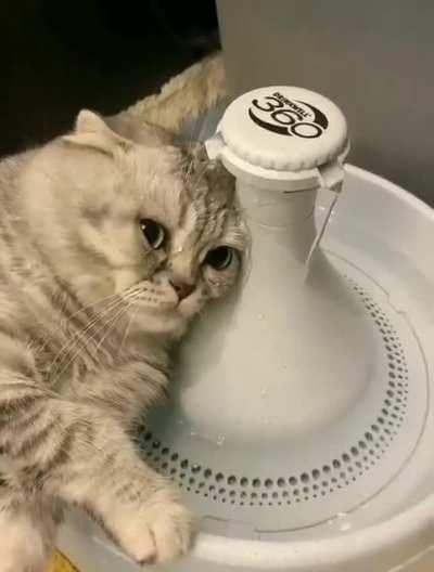 dear diary, I want to tell you what a sad day today is