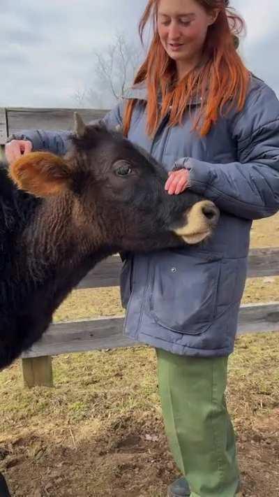Dairy calves are social animals. Young calves, like Heathcliff, are motivated for full social contact, even when they have partial contact, adding to the body of research demonstrating the importance of social contact for calves.